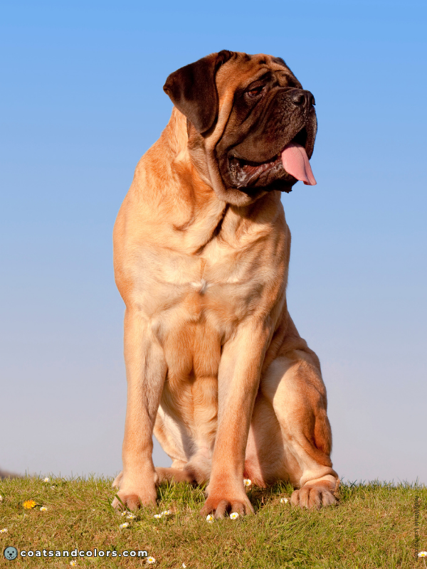 English Mastiff coat colors apricot 3