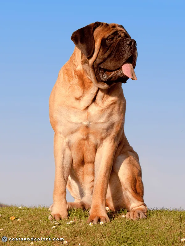 English Mastiff coat colors apricot 3