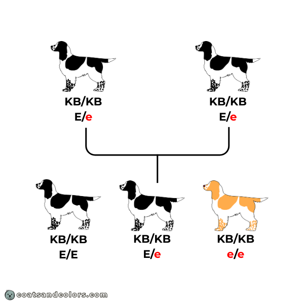English Springer Spaniel colors breeding chart example mismark e lemon red