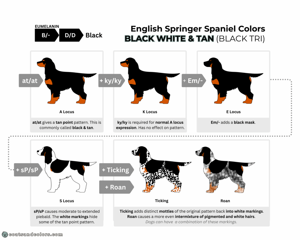English Springer Spaniel colors chart base pattern black tri mask