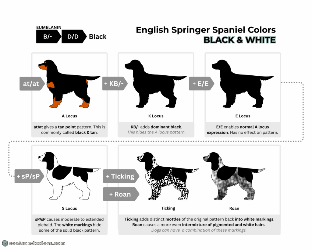 English Springer Spaniel colors chart base pattern black white KB