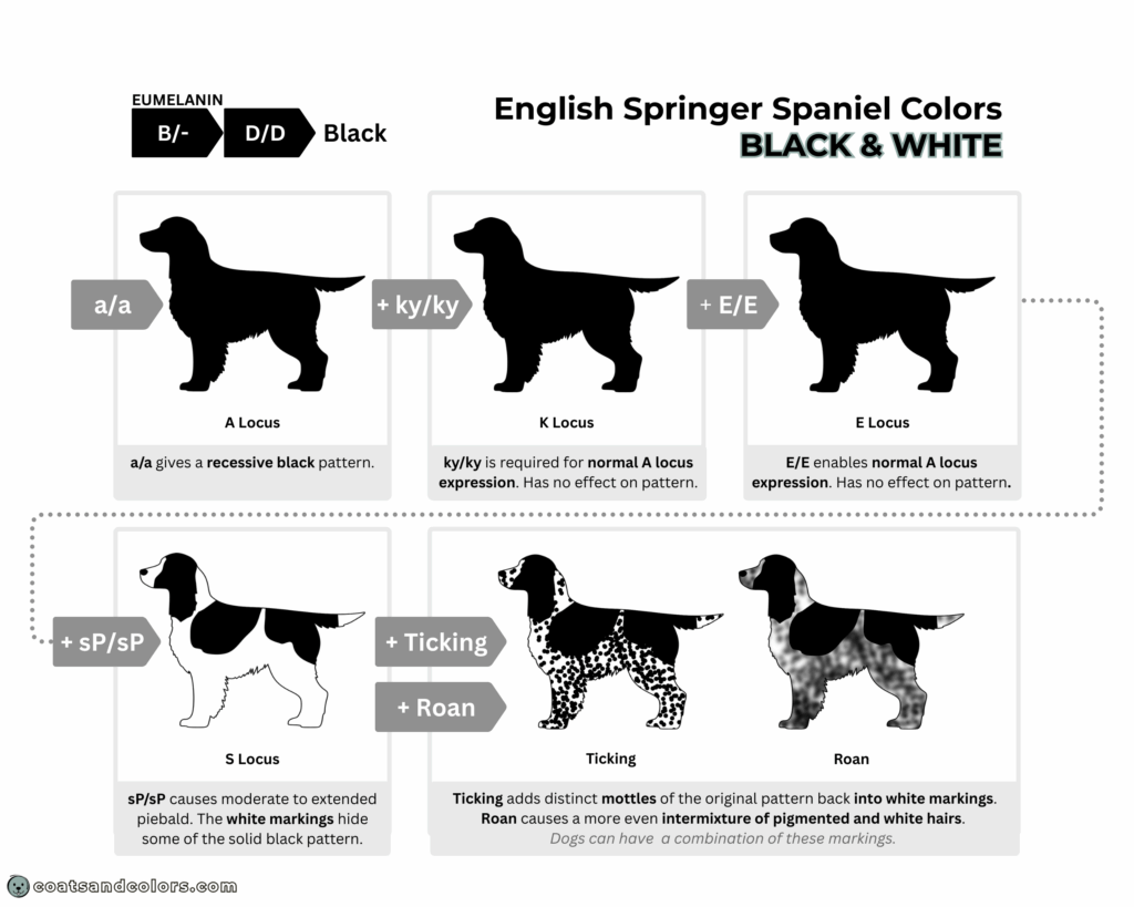 English Springer Spaniel colors chart base pattern black white aa
