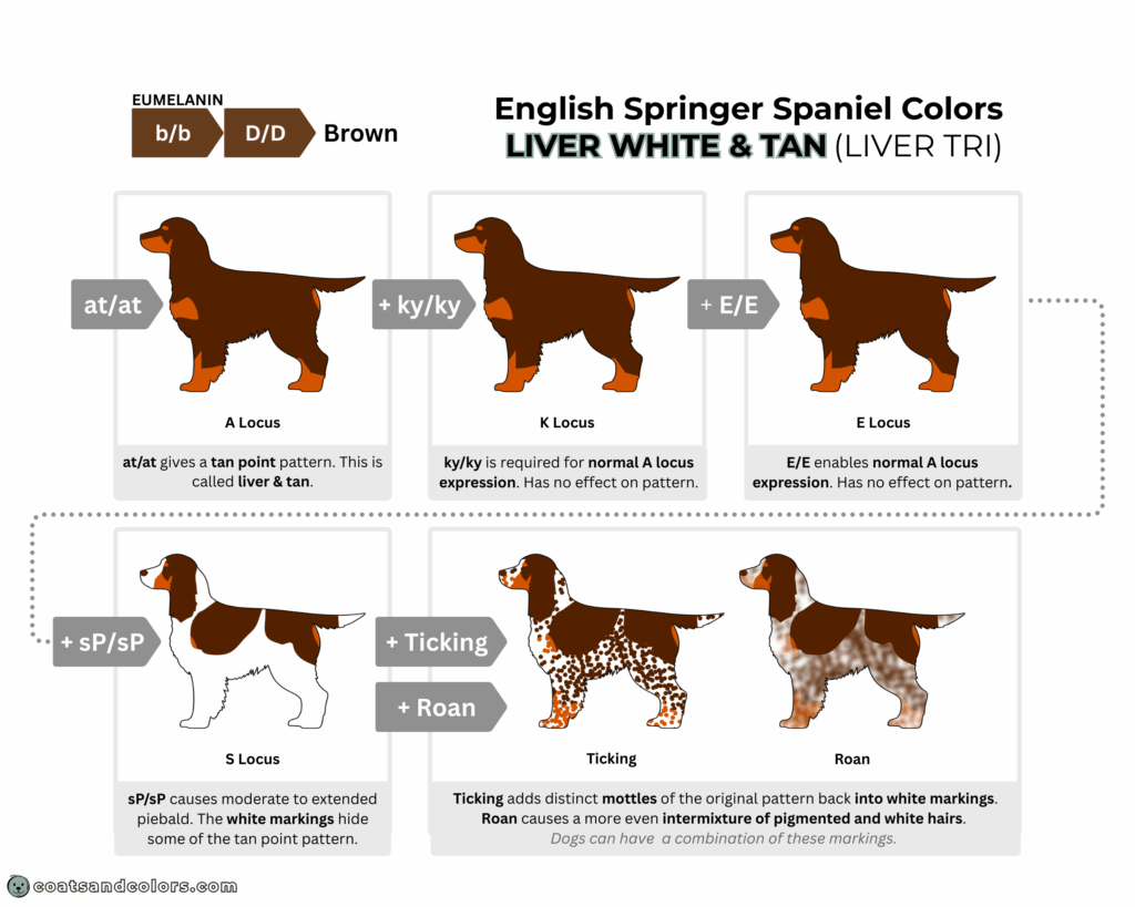 English Springer Spaniel colors chart base pattern liver tri