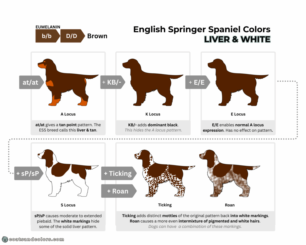 English Springer Spaniel colors chart base pattern liver white KB