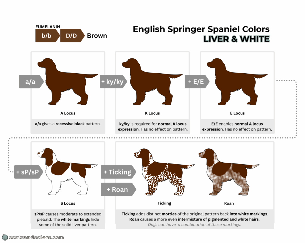 English Springer Spaniel colors chart base pattern liver white aa