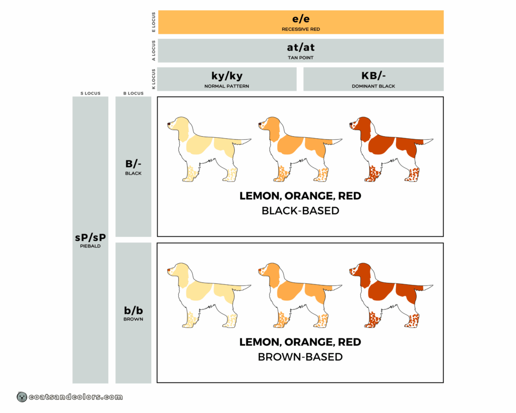 English Springer Spaniel colors chart mismark recessive red ee lemon orange white