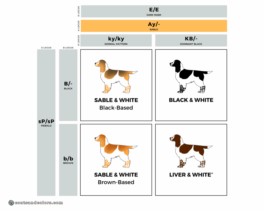 English Springer Spaniel colors chart mismark sable Ay