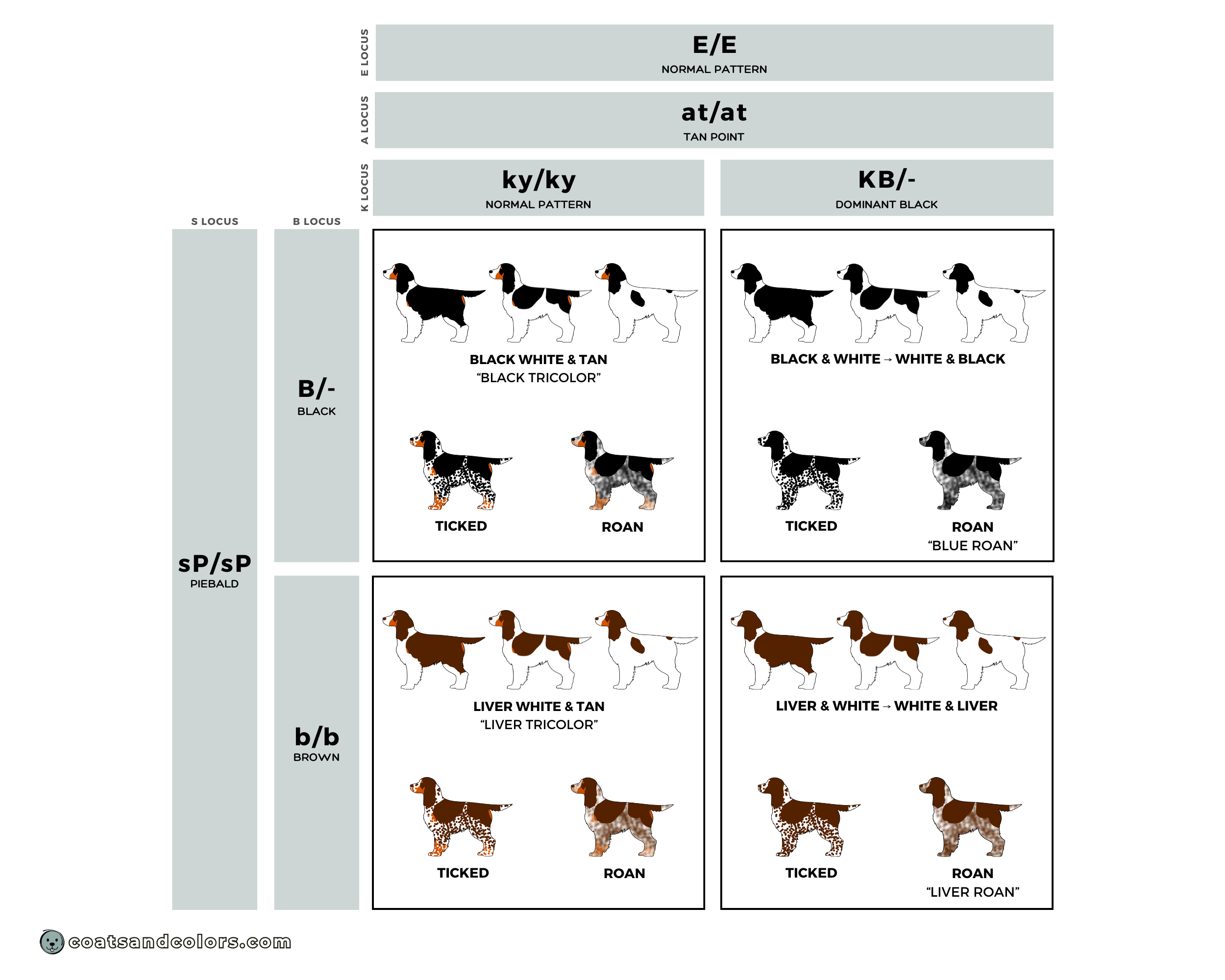 English Springer Spaniel colors chart standard colors