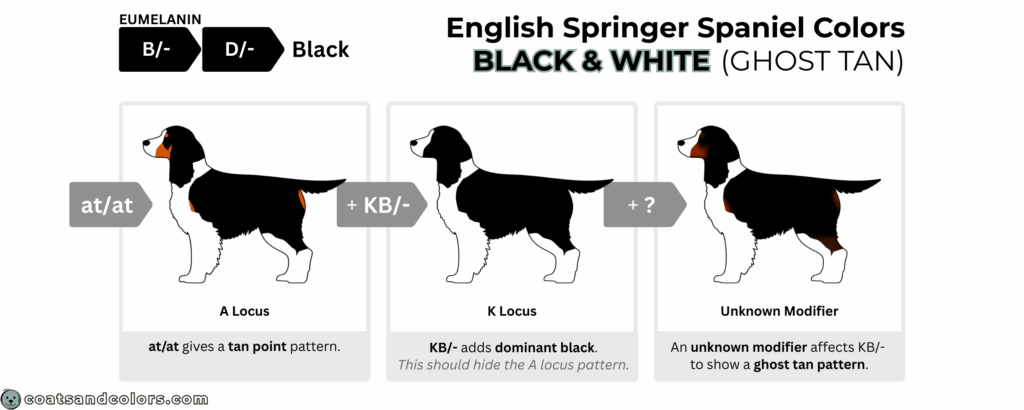 English Springer Spaniel colors ghost tan points