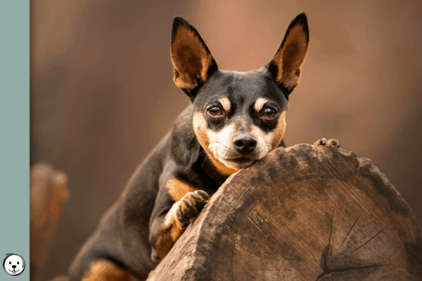 Pigment Type Switch Dogs 900x600 1