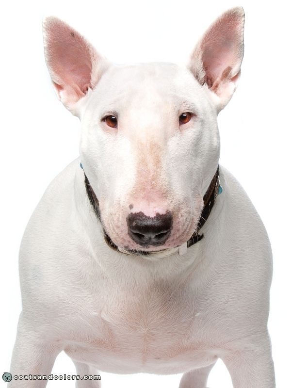 Pigment Types in Dogs Eumelanin Nose Color
