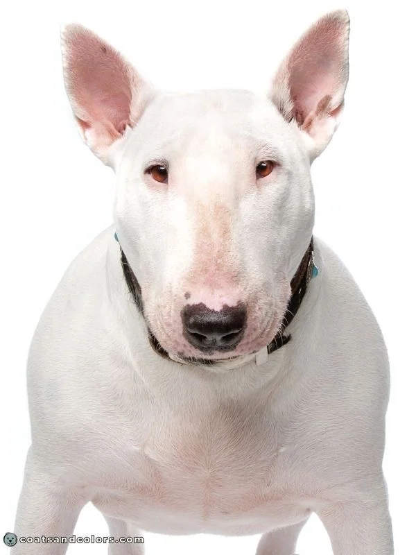 Pigment Types in Dogs Eumelanin Nose Color