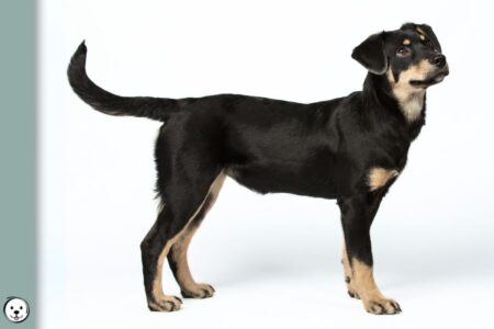 Pigment Types in Dogs Eumelanin Pheomelanin 900x600 1