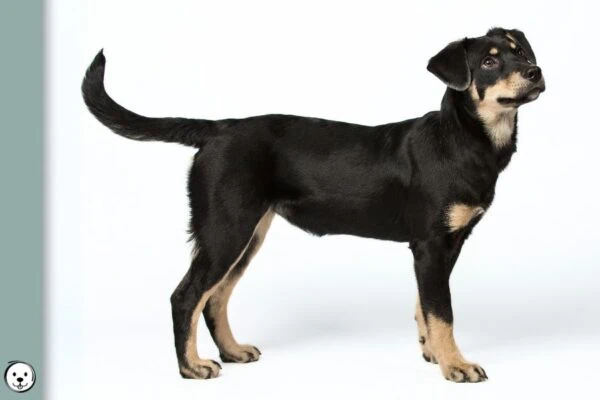 Pigment Types in Dogs Eumelanin Pheomelanin 900x600 1