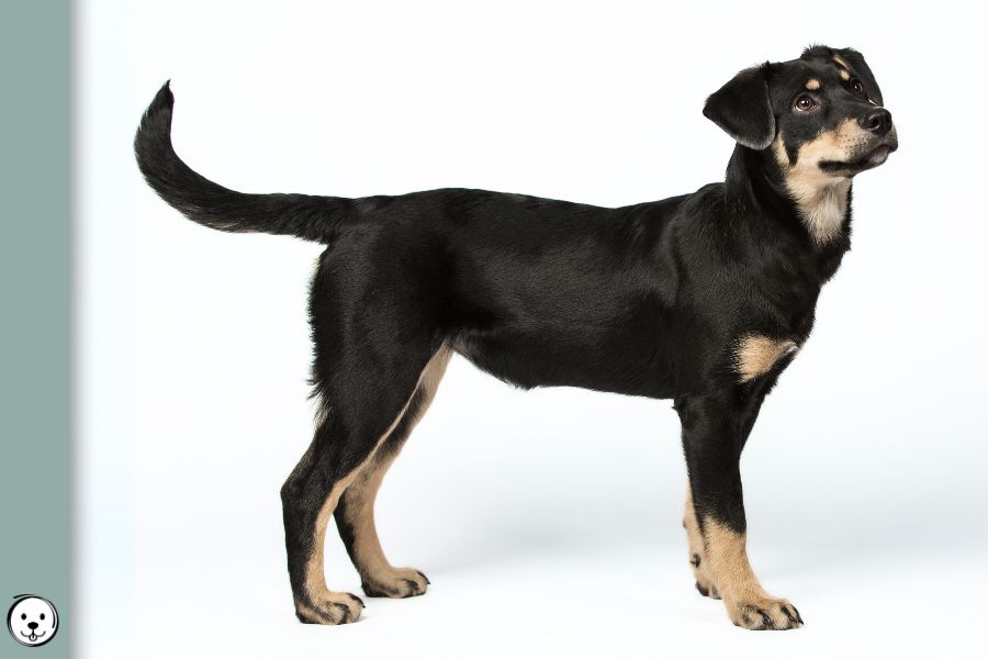 Pigment Types in Dogs Eumelanin Pheomelanin 900x600 1
