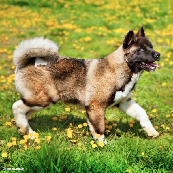 Watermarking Akita example sable mask white