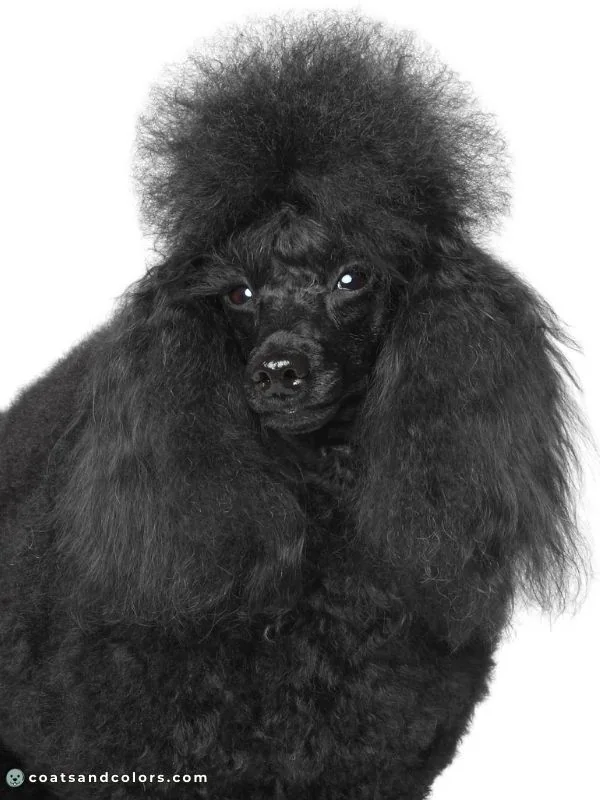 coatsandcolors Pigment Types Dogs Black Nose Pigment