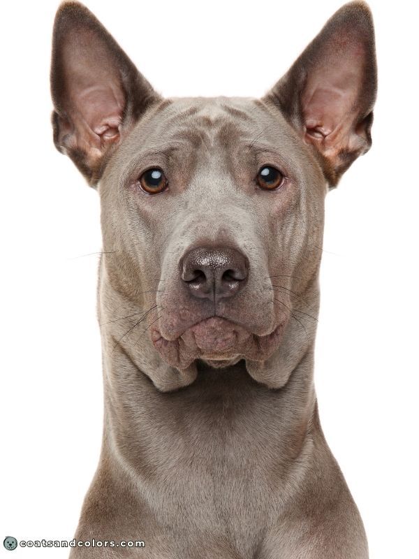 coatsandcolors Pigment Types Dogs Blue Nose Pigment