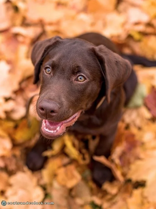 coatsandcolors Pigment Types Dogs Brown Eumelanin