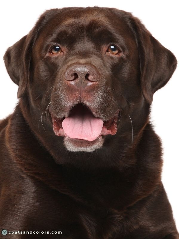 coatsandcolors Pigment Types Dogs Brown Nose Pigment