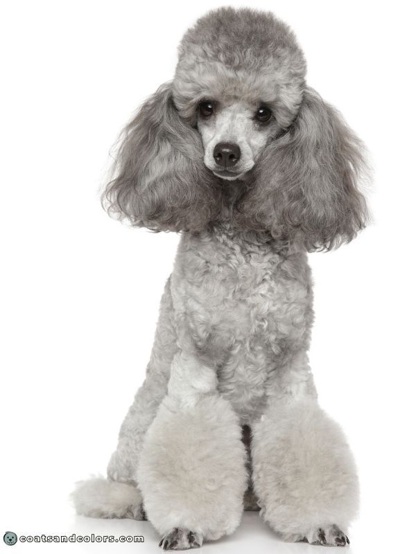 coatsandcolors Pigment Types Dogs Faded Black