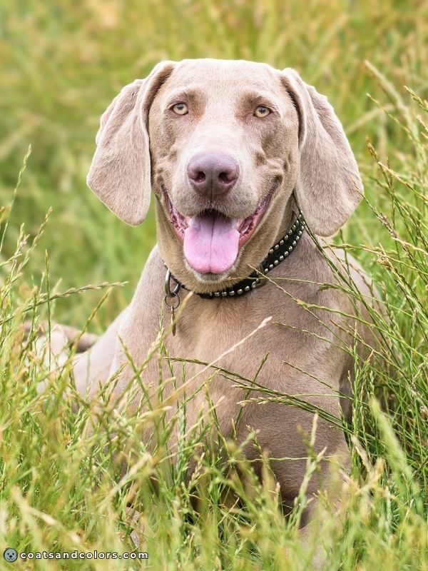 coatsandcolors Pigment Types Dogs Lilac Eumelanin