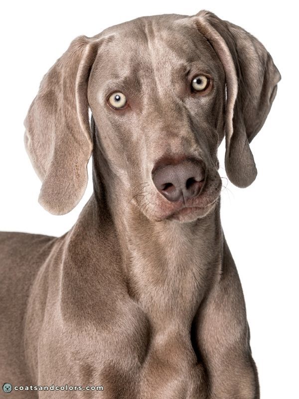 coatsandcolors Pigment Types Dogs Lilac Nose Pigment
