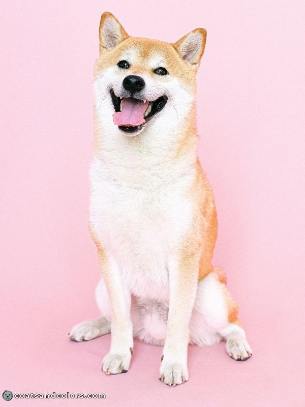 coatsandcolors Pigment Types Dogs Phaeomelanin Countershading