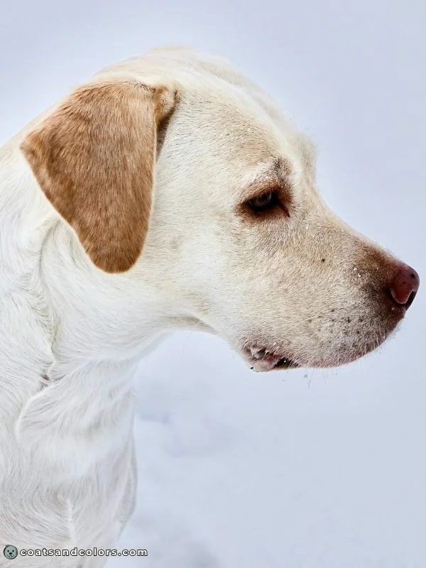 coatsandcolors Pigment Types Dogs Phaeomelanin Ear Lacing
