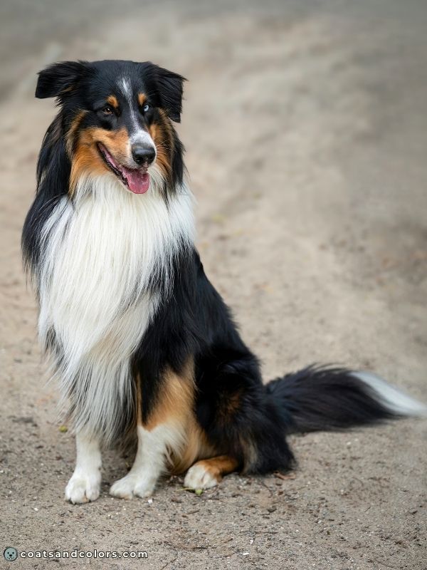 coatsandcolors Pigment Types Dogs Tricolor White
