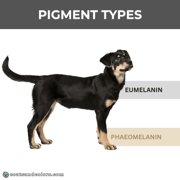 coatsandcolors Pigment Types Dogs
