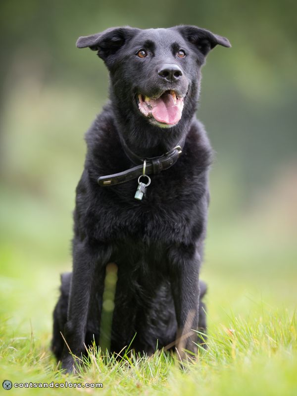 coatsandcolors Pigment Types in Dogs Black Eumelanin