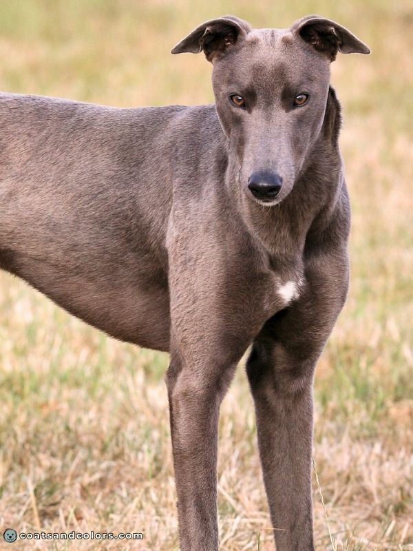 coatsandcolors Pigment Types in Dogs Blue Eumelanin