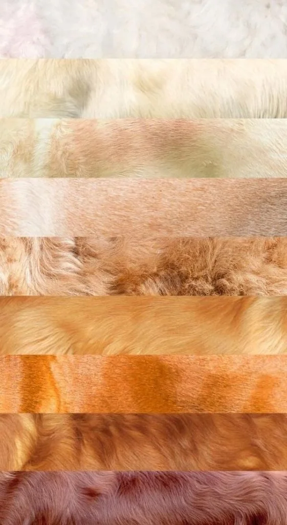 coatsandcolors Pigment Types in Dogs Phaeomelanin Intensity Variation