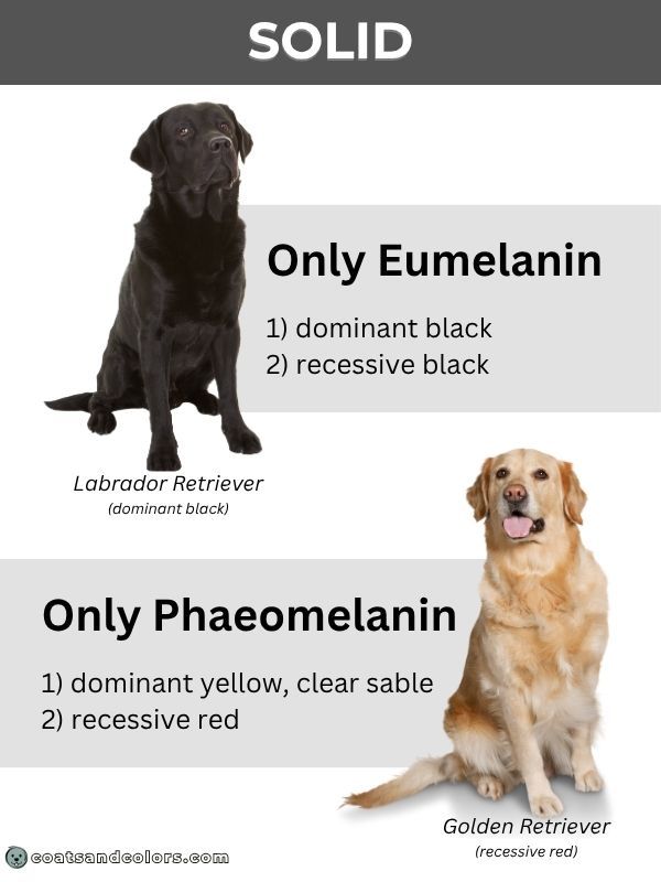 coatsandcolors Pigment Types in Dogs Pigment Type Solid Coat Patterns