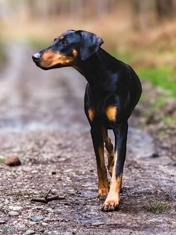 coatsandcolors Pigment Types in Dogs black and tan pattern