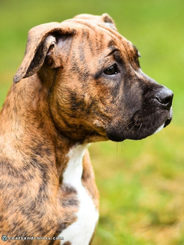 coatsandcolors Pigment Types in Dogs brindle pattern