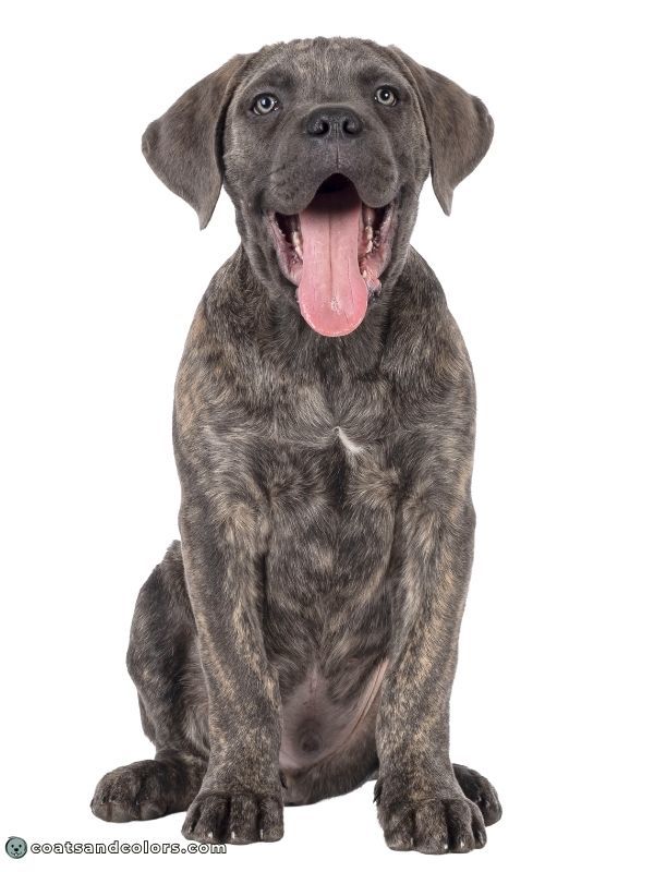 coatsandcolors Pigment Types in Dogs example blue brindle