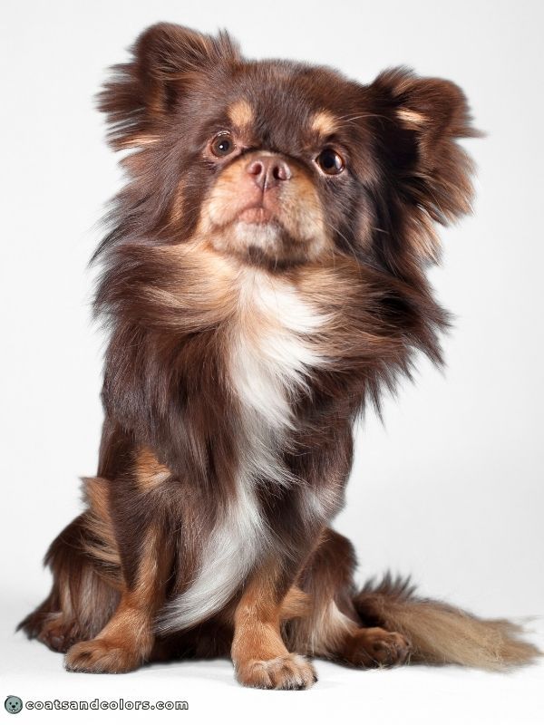 coatsandcolors Pigment Types in Dogs example brwn tan point
