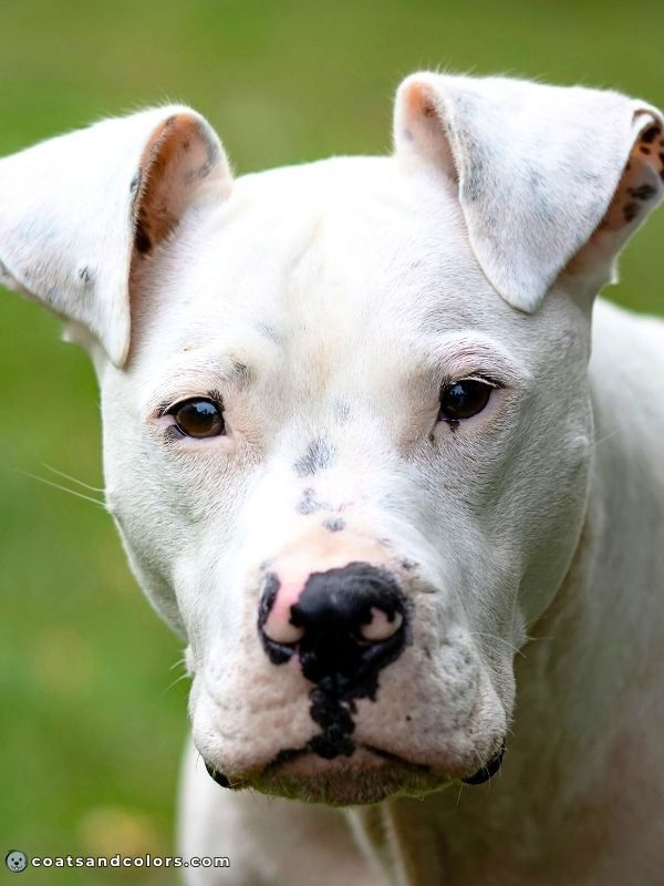 coatsandcolors Pigment Types in Dogs lack of pigment skin nose