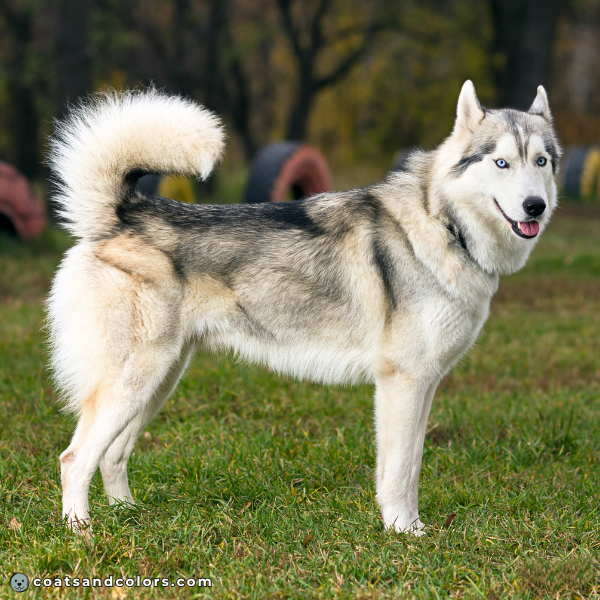 coatsandcolors eumelanin base colors black agouti domino