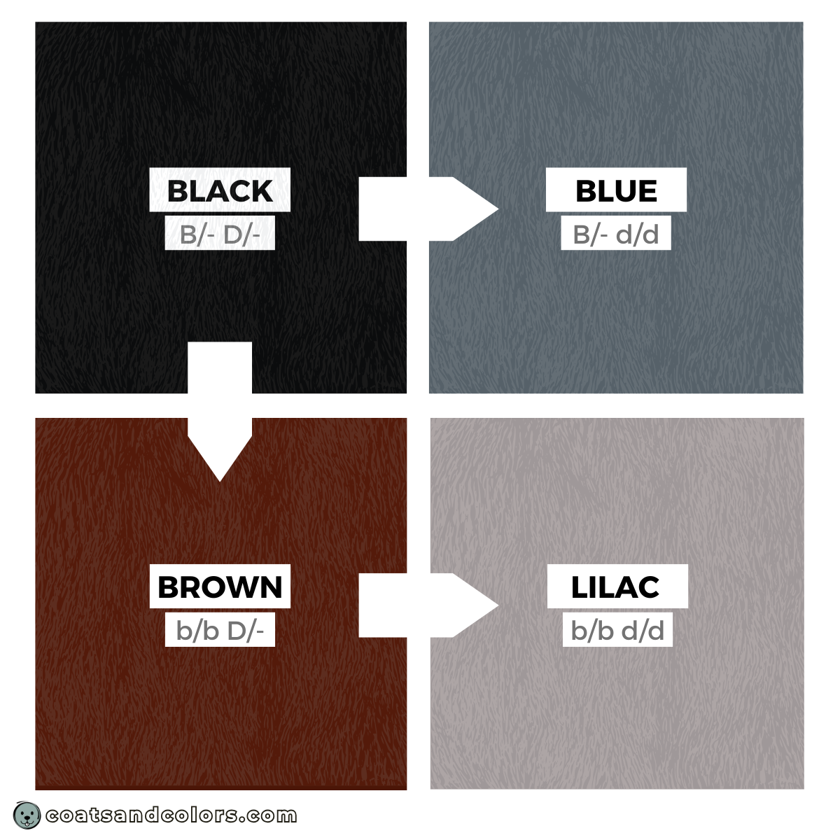 coatsandcolors eumelanin base colors black blue brown lilac