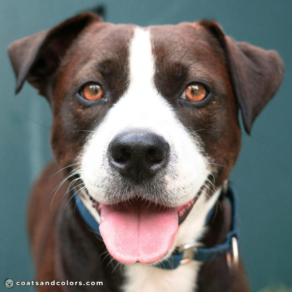 coatsandcolors eumelanin base colors black seal