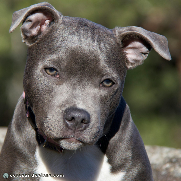 coatsandcolors eumelanin base colors blue puppy