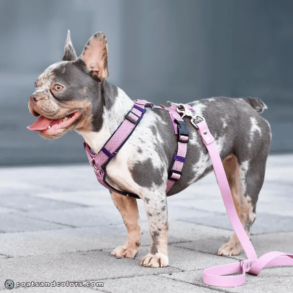 coatsandcolors eumelanin base colors blue tan point merle