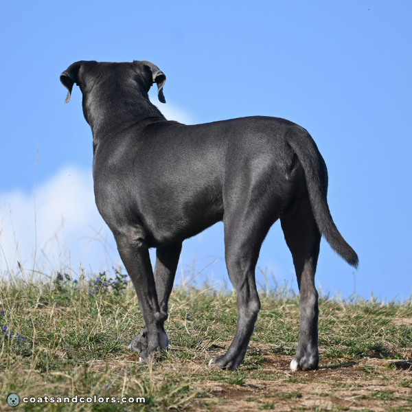 coatsandcolors eumelanin base colors dark blue