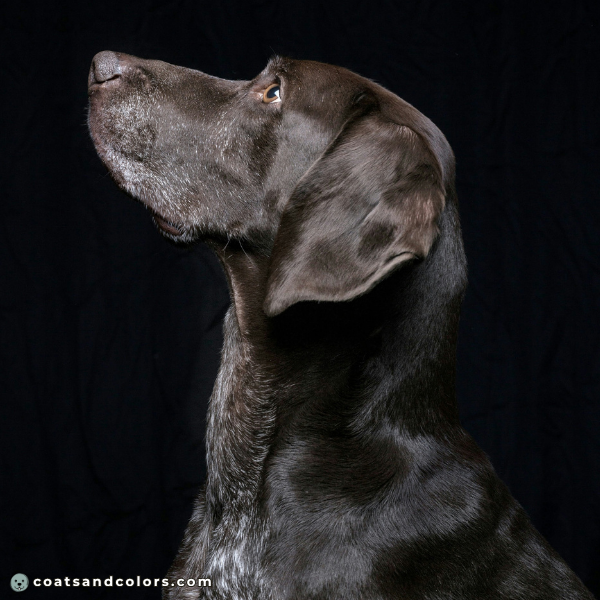 coatsandcolors eumelanin base colors dark brown