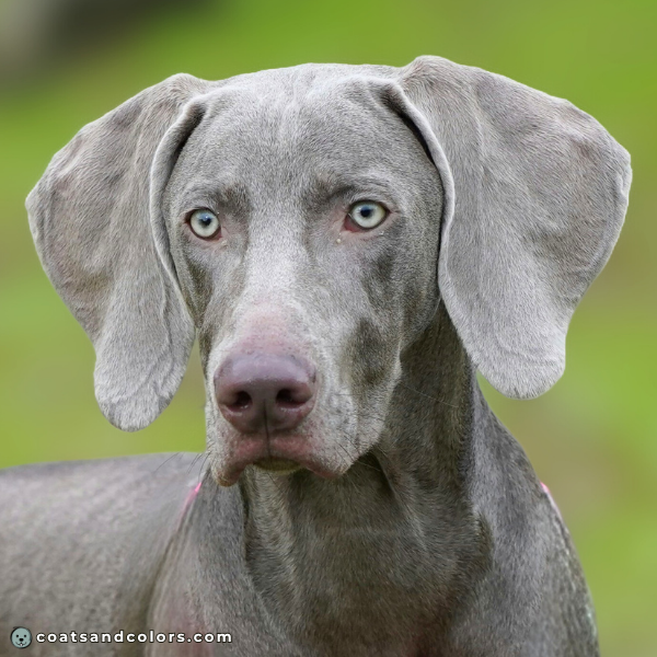 coatsandcolors eumelanin base colors dark lilac