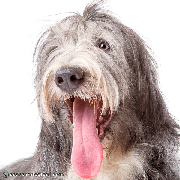 coatsandcolors eumelanin base colors faded blue