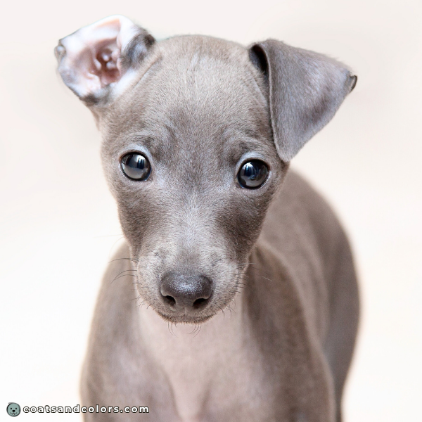 coatsandcolors eumelanin base colors light blue